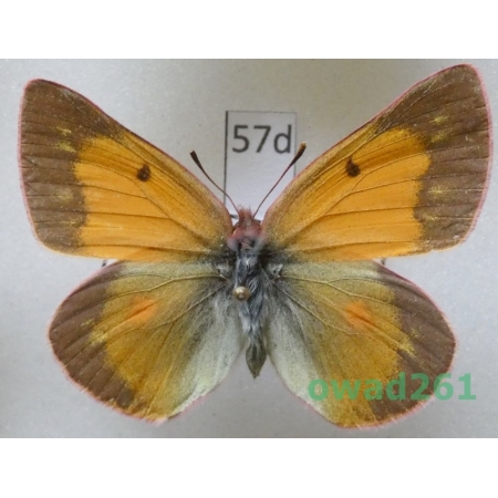 Colias meadii W.H. Edwards, 1871 female USA57d